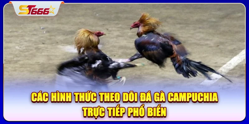 Các hình thức theo dõi đá gà Campuchia trực tiếp phổ biến