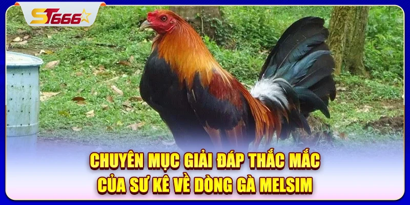 Chuyên mục giải đáp thắc mắc của sư kê về dòng gà Melsim