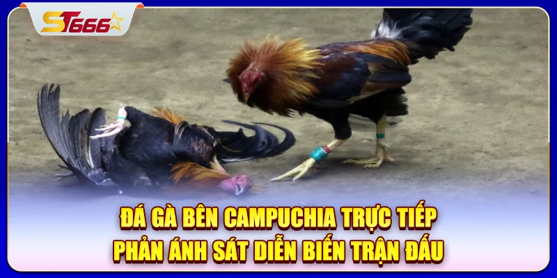 Đá gà bên Campuchia trực tiếp phản ánh sát diễn biến trận đấu