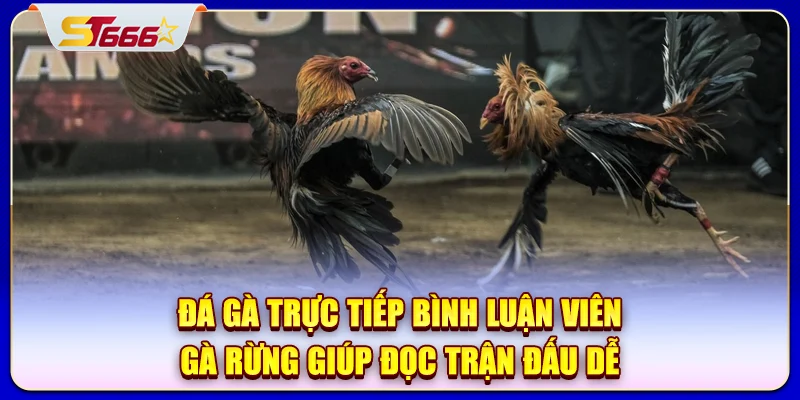 da-ga-truc-tiep-binh-luan-vien-ga-rung-giup-doc-tran-dau-de