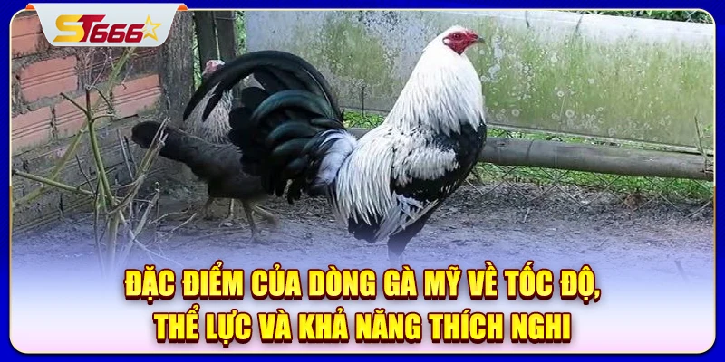 Đặc điểm của dòng gà Mỹ về tốc độ, thể lực và khả năng thích nghi