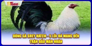 Dòng gà Grey Hatch