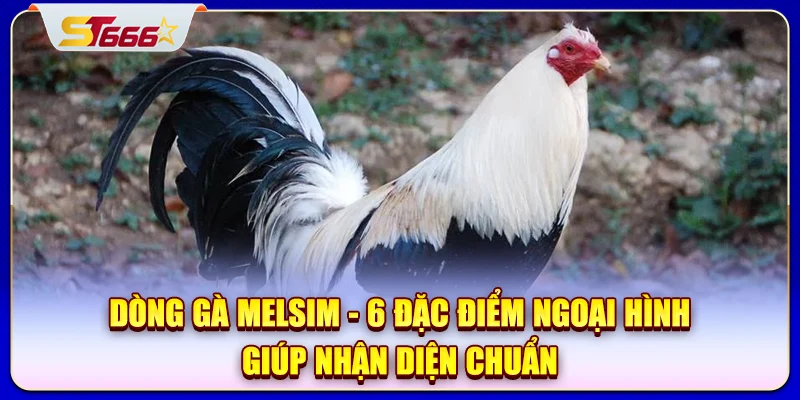 Dòng gà Melsim