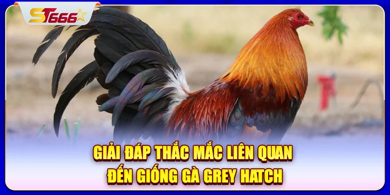 Giải đáp thắc mắc liên quan đến giống gà Grey Hatch