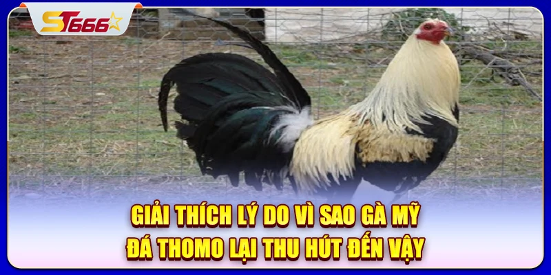 Giải thích lý do vì sao gà Mỹ đá Thomo lại thu hút đến vậy