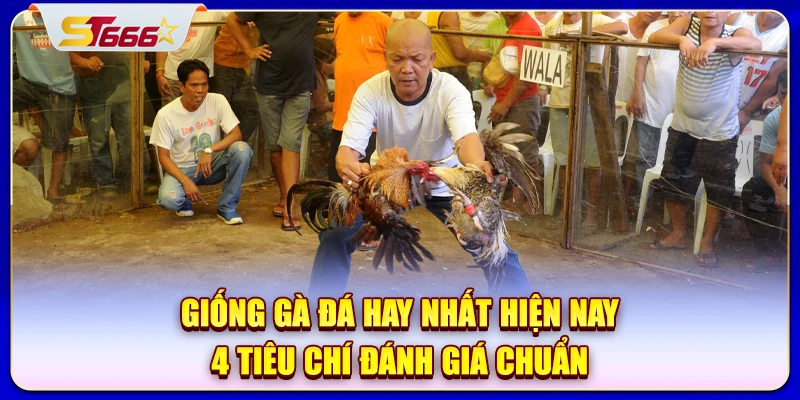 giong-ga-da-hay-nhat-hien-nay-4-tieu-chi-danh-gia-chuan'