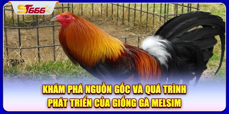 Khám phá nguồn gốc và quá trình phát triển của giống gà Melsim
