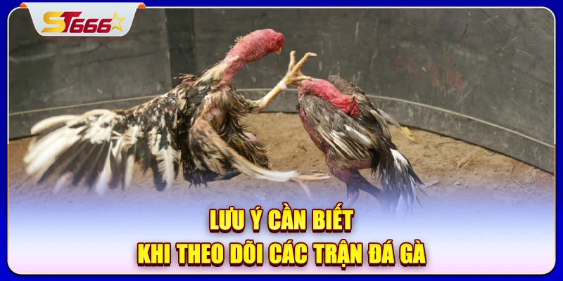 Lưu ý cần biết khi theo dõi các trận đá gà