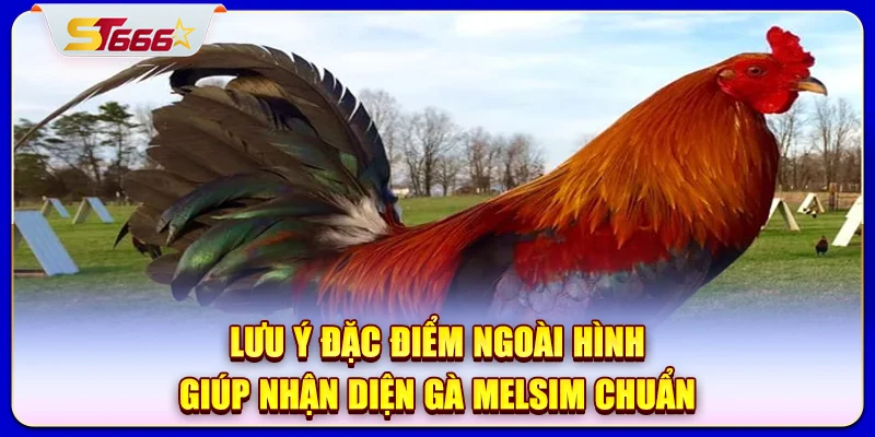 Lưu ý đặc điểm ngoài hình giúp nhận diện gà Melsim chuẩn