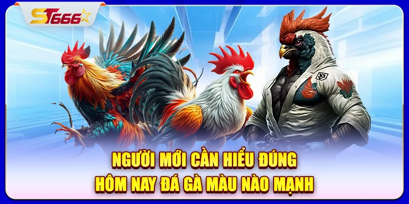 Người mới cần hiểu đúng hôm nay đá gà màu nào mạnh