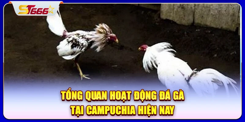 Tổng quan hoạt động đá gà tại Campuchia hiện nay